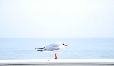 麻将百科